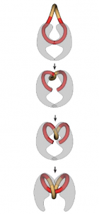 onderbouwd-inzetten-van-antibiotica-figuur-5-fluoroquinolones-vologodskii-2004