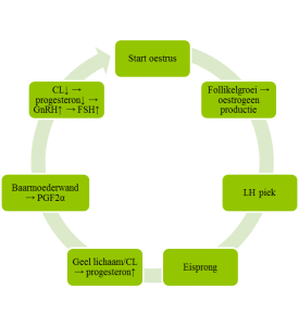 ts_cloprostenol_oestrische_cyclus