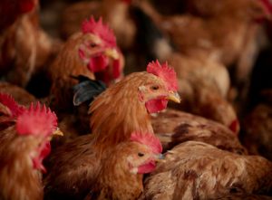 Live chickens are for sale at a wholesale meat market in Shanghai, China, on Thursday, Oct. 29, 2009. U.S. President Barack Obama on Sept. 11 levied a 35 percent duty on $1.8 billion of China-made vehicle tires, two days later China announced that it would look into alleged dumping of U.S. auto and chicken products. Photographer: Kevin Lee/Bloomberg