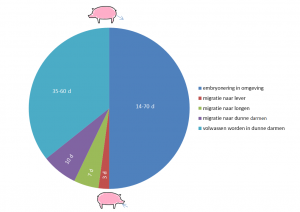 worminfecties-en-de-behandleing-hiervan-bij-varkens-figuur-1-nl