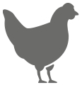 cock