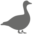 goose