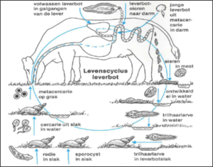 Leverbot levenscyclus