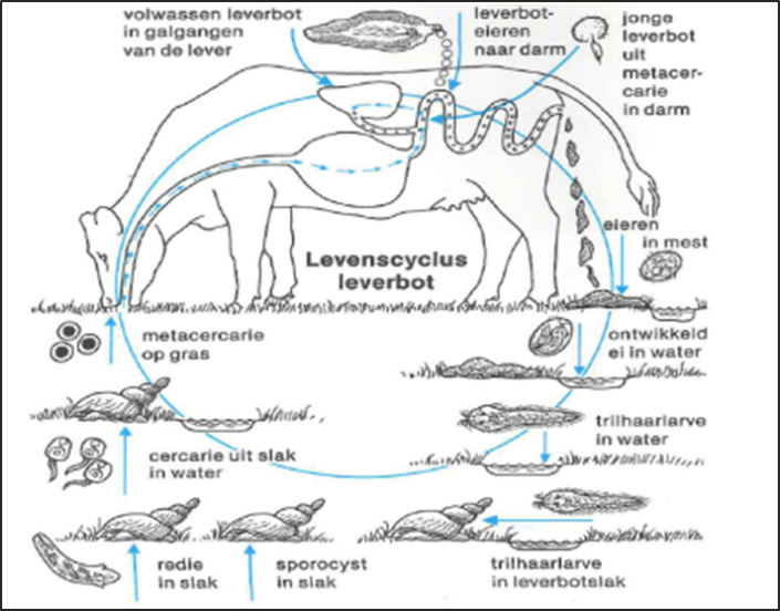 leverbot Archieven - Dopharma