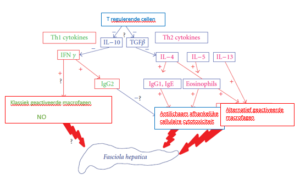 Schematische voorstelling immuunregulatie tegen fasciola hepatica