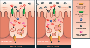 figuur 1 regulering van koperopname